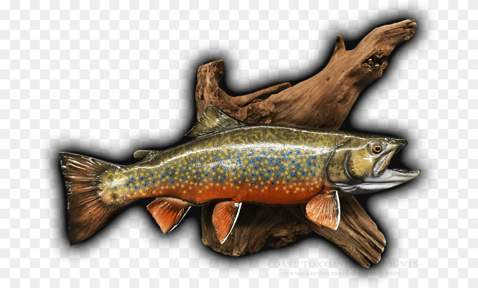 Brook Trout Replica Mount, Animal, Fish, Sea Life Png Image