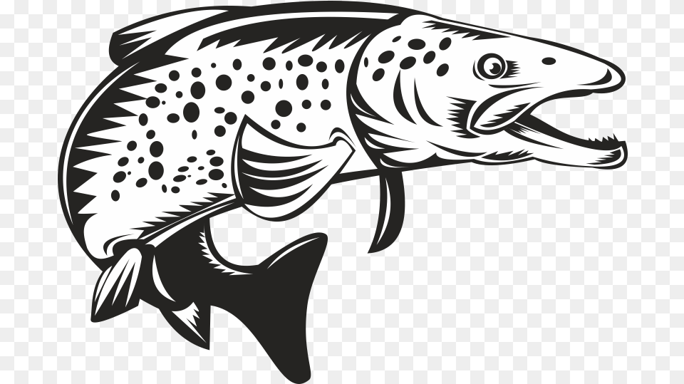 Brook Trout Sea Trout Clip Art Speckled Trout Vector, Animal, Fish, Sea Life, Shark Png Image