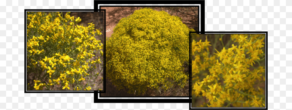 Broom Snakeweed A Native North American Plant It Can Goldmoss Stonecrop, Art, Collage, Vegetation, Flower Free Transparent Png