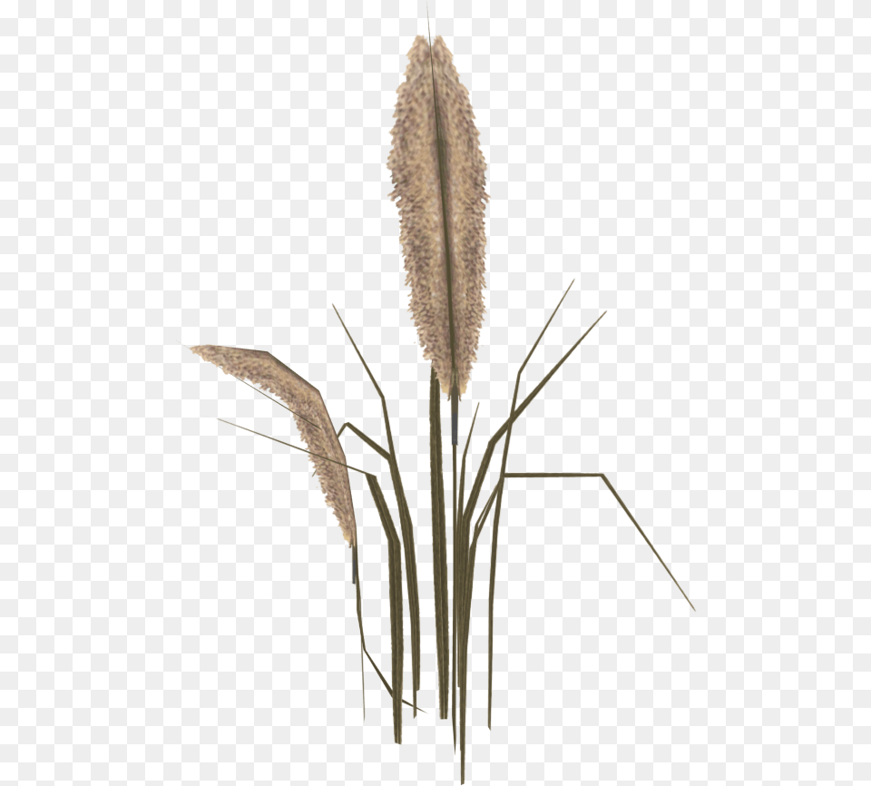 Broomrape, Grass, Plant, Reed, Agropyron Png