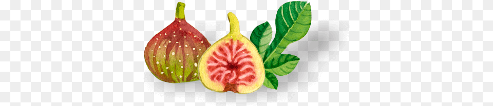 Brotto Fresh, Flower, Food, Fruit, Plant Free Transparent Png