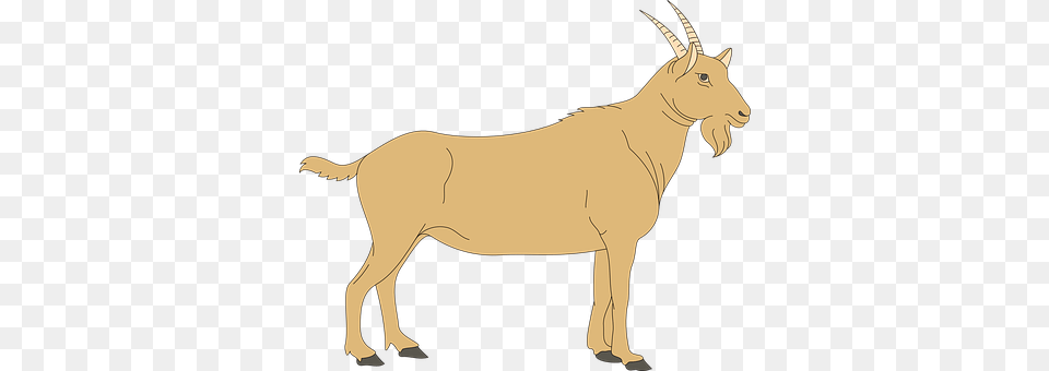 Brown Animal, Mammal, Livestock, Goat Free Png