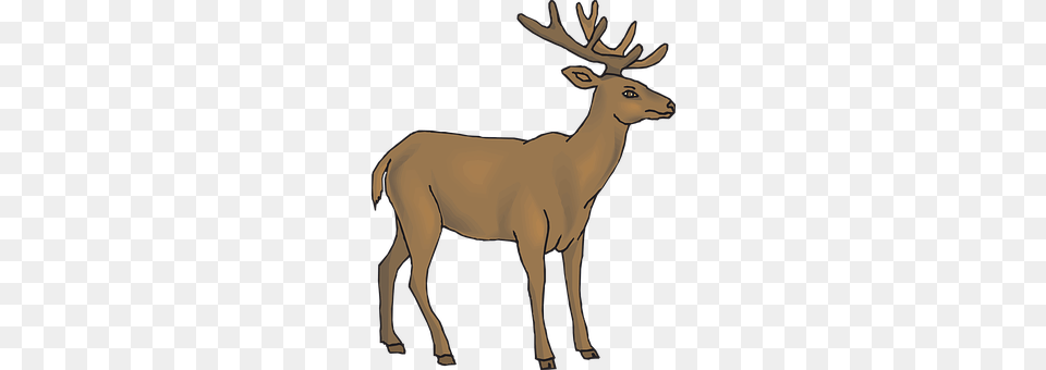 Brown Animal, Deer, Mammal, Wildlife Free Transparent Png