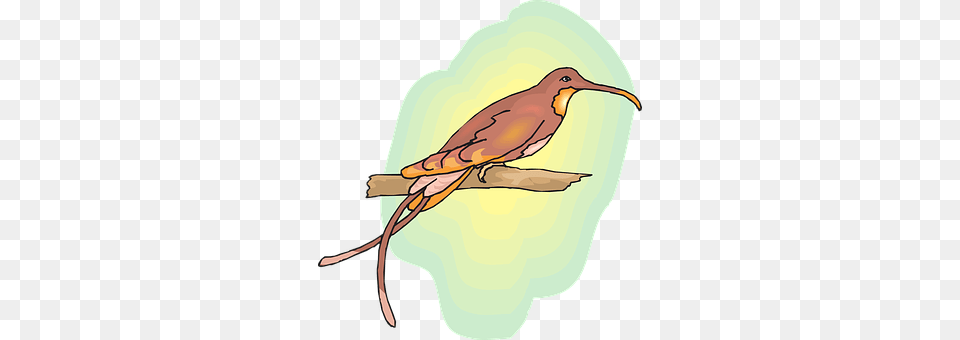 Brown Animal, Beak, Bird Free Transparent Png