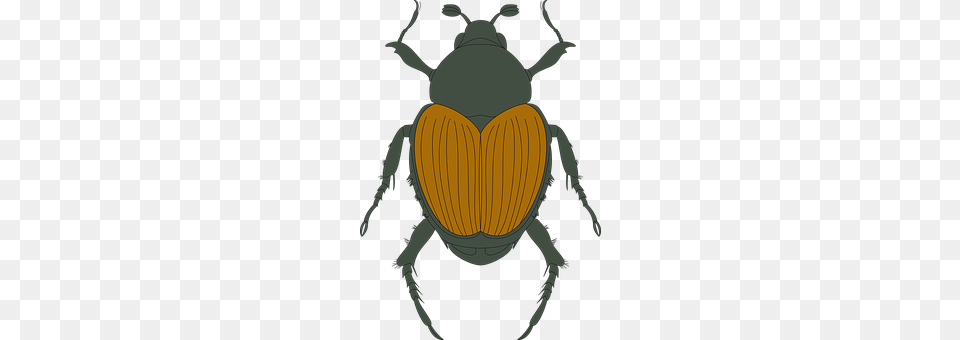 Brown Animal, Invertebrate, Insect, Dung Beetle Png