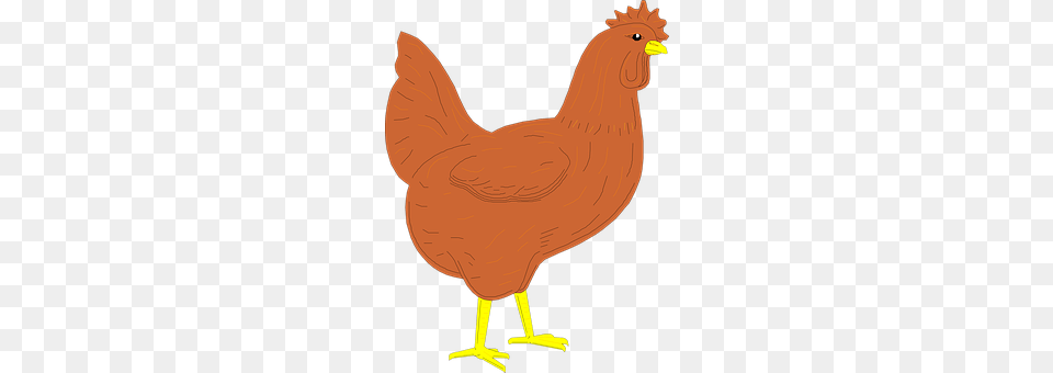 Brown Animal, Bird, Chicken, Fowl Free Png