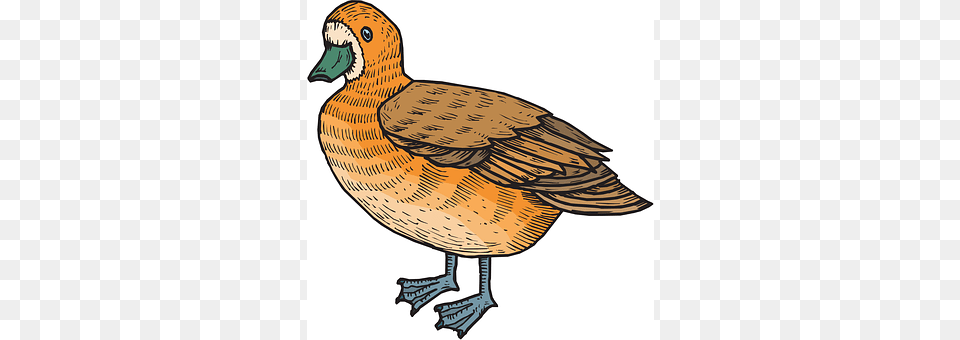 Brown Animal, Anseriformes, Bird, Waterfowl Free Png