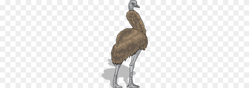 Brown Animal, Bird, Emu, Beak Free Transparent Png