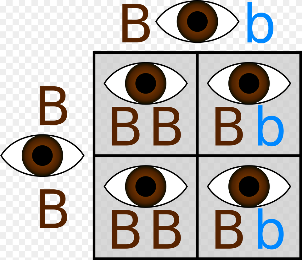 Brown And Blue Eyes Punnett Square, Number, Symbol, Text, Scoreboard Free Png