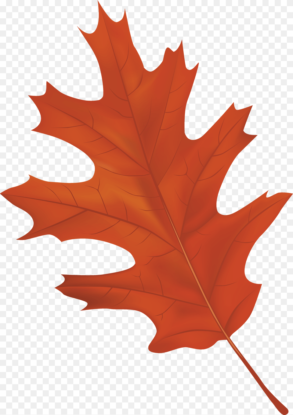 Brown Autumn Leaf Clipart, Plant, Tree, Maple Leaf, Animal Free Png Download