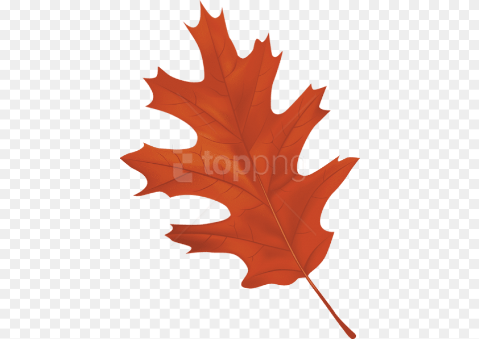 Brown Autumn Leaf Clipart Photo Autumn Leaf Clipart, Maple Leaf, Plant, Tree, Animal Png