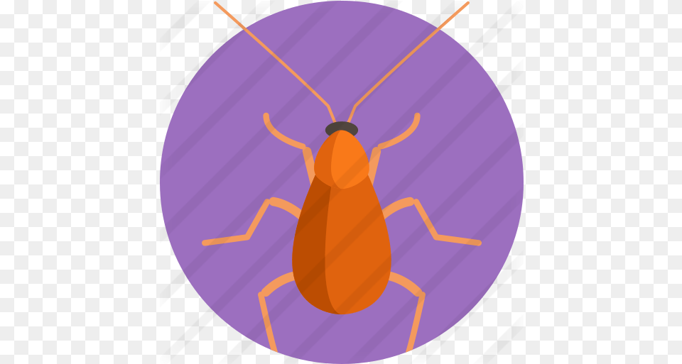 Brown Banded Cockroach Animals Icons Weevil, Animal Free Png Download