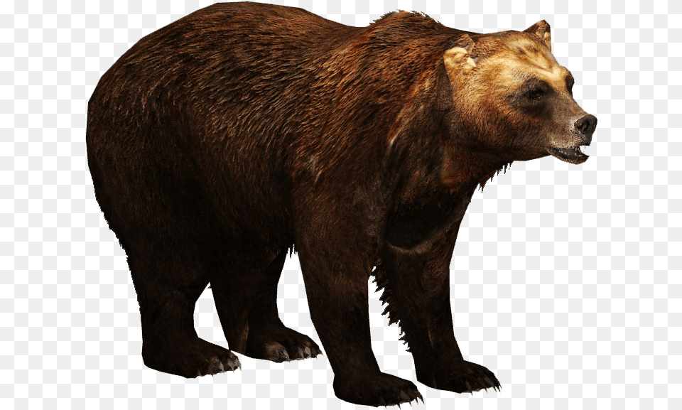 Brown Bear 1 Brown Bears, Animal, Mammal, Wildlife, Brown Bear Free Transparent Png