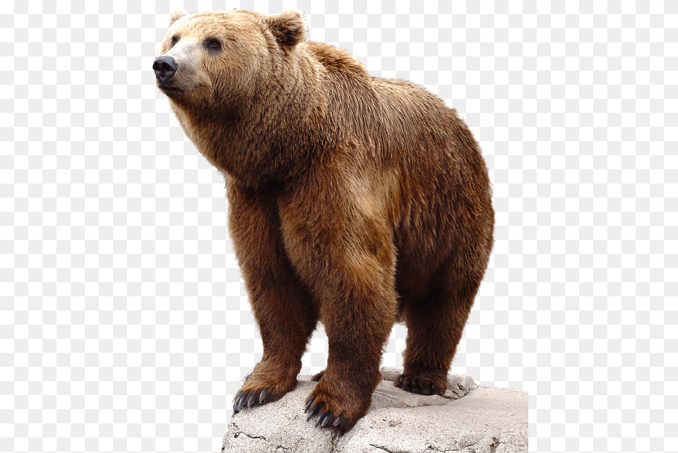 Brown Bear, Animal, Mammal, Wildlife, Brown Bear Free Png Download