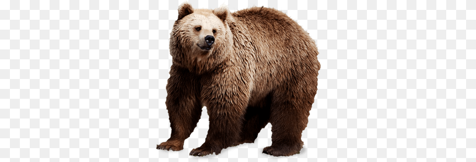 Brown Bear, Animal, Mammal, Wildlife, Brown Bear Png