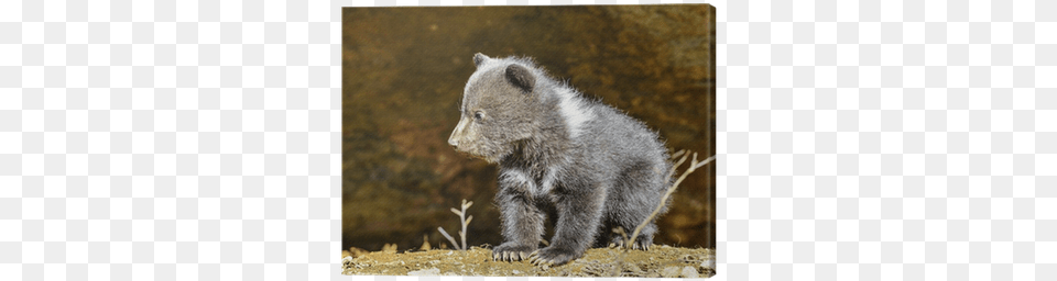 Brown Bear, Animal, Mammal, Wildlife Free Transparent Png
