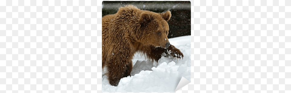 Brown Bear, Animal, Mammal, Wildlife, Brown Bear Free Transparent Png
