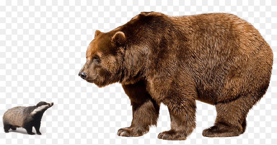 Brown Bear Background Bear Vs Tiger Size, Animal, Mammal, Wildlife, Brown Bear Png
