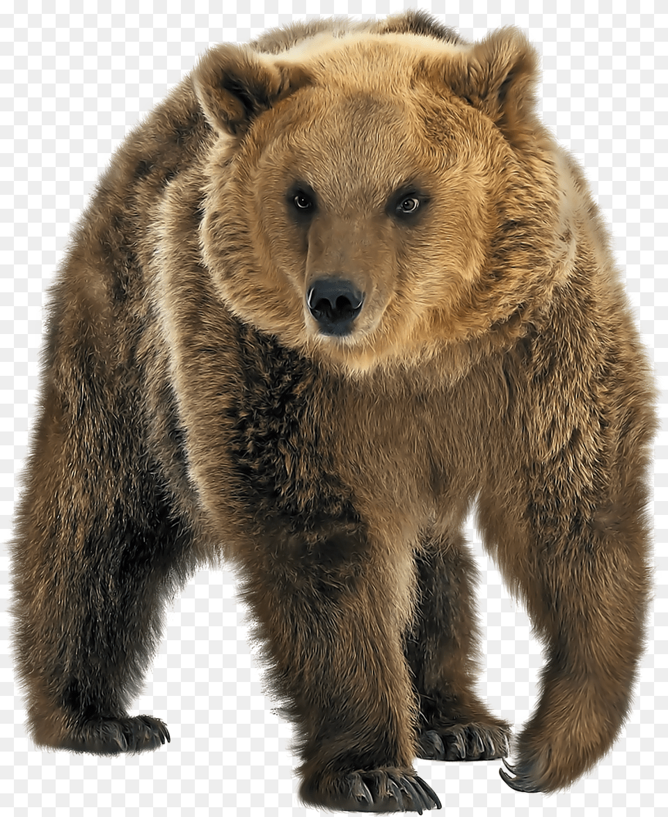 Brown Bear Bear, Animal, Mammal, Wildlife, Brown Bear Png Image