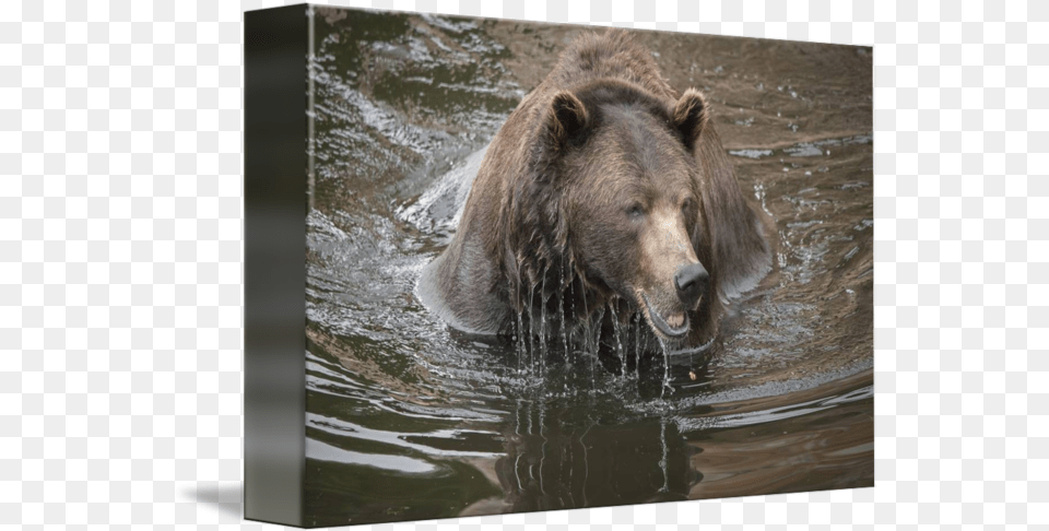 Brown Bear Dripping Water Grizzly Bear, Animal, Mammal, Wildlife, Brown Bear Free Transparent Png