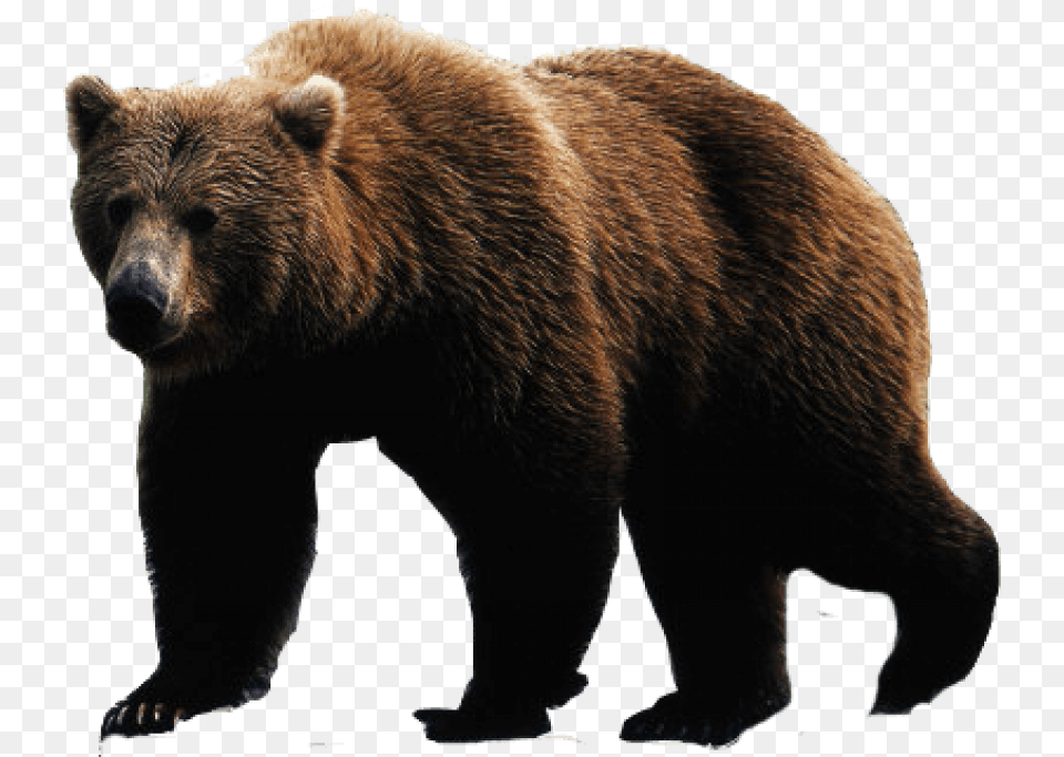 Brown Bear Image, Animal, Mammal, Wildlife, Brown Bear Png