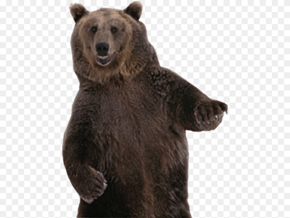 Brown Bear Image Grizzly Bear Standing, Animal, Mammal, Wildlife, Brown Bear Free Png Download