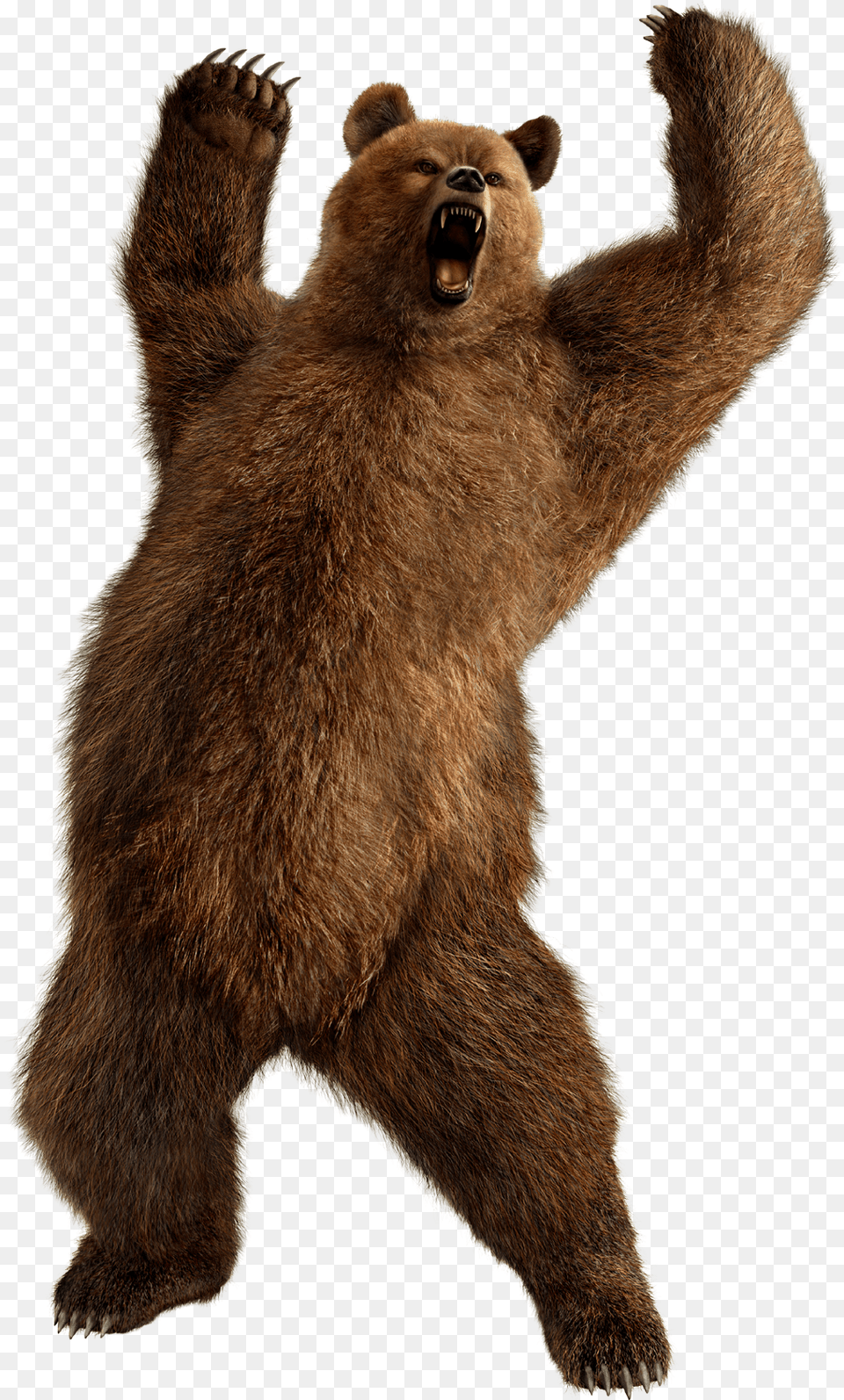 Brown Bear Kuma Tekken, Animal, Mammal, Wildlife, Brown Bear Png