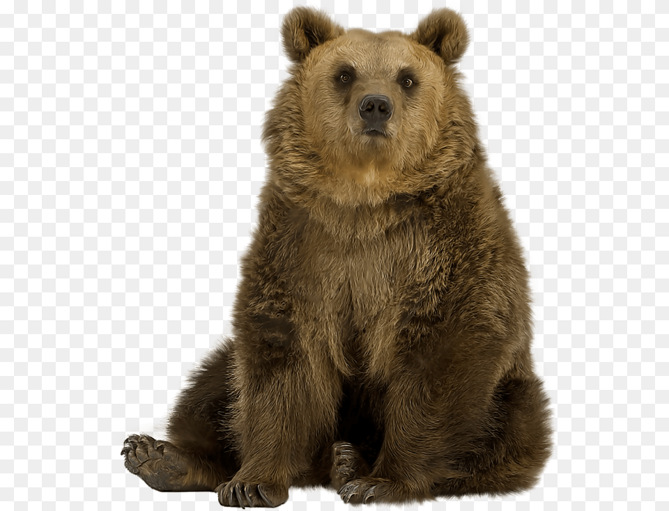 Brown Bear Pic Grizzly Bear Sitting, Animal, Mammal, Wildlife, Brown Bear Free Transparent Png