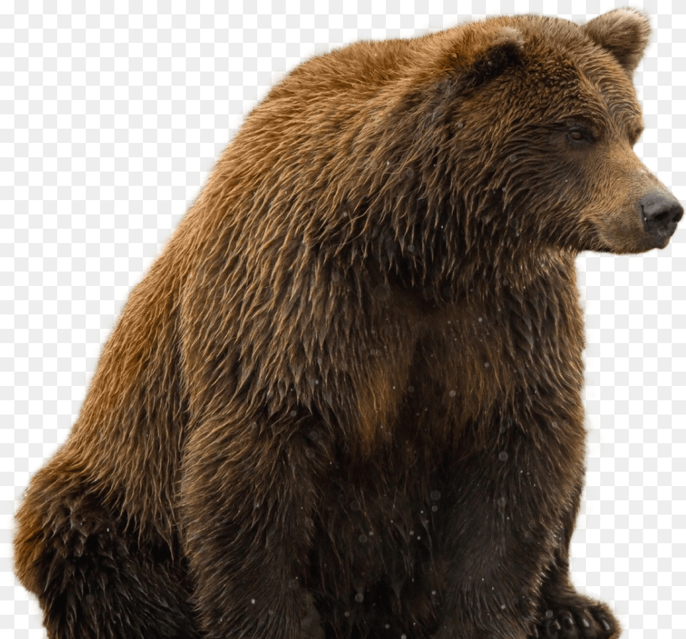 Brown Bear Transparent Background, Animal, Mammal, Wildlife, Brown Bear Free Png Download