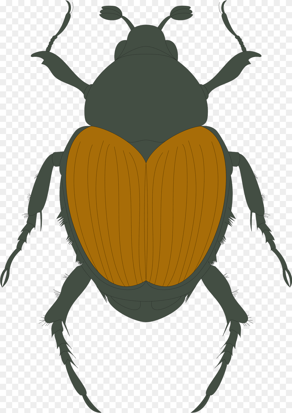 Brown Beetle Clipart, Animal, Dung Beetle, Insect, Invertebrate Png Image