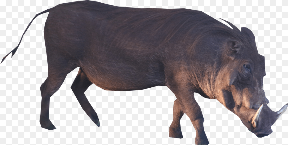 Brown Boar Standing Animal, Warthog, Mammal, Wildlife Png Image