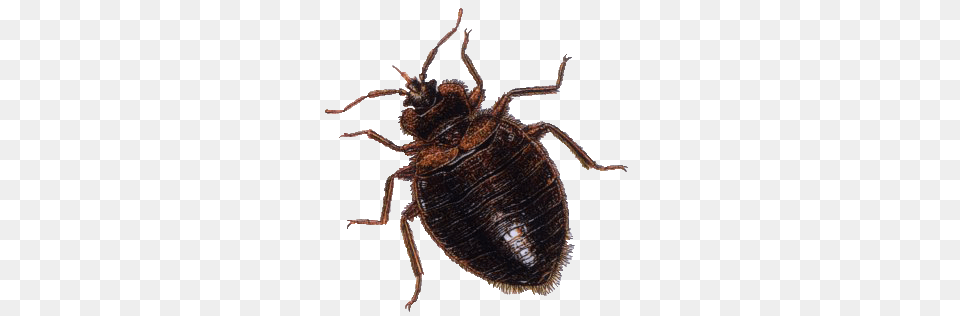 Brown Bug, Animal, Insect, Invertebrate Png
