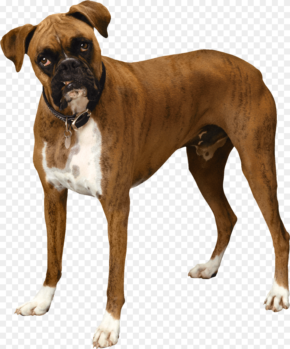 Brown Bulldog Clipart Transparent Background Boxer Dog, Animal, Canine, Mammal, Pet Png