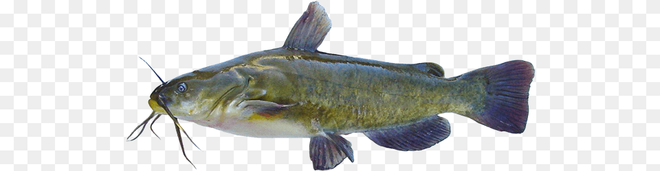 Brown Bullhead Bullhead Fish Manitoba, Animal, Sea Life, Carp Png Image