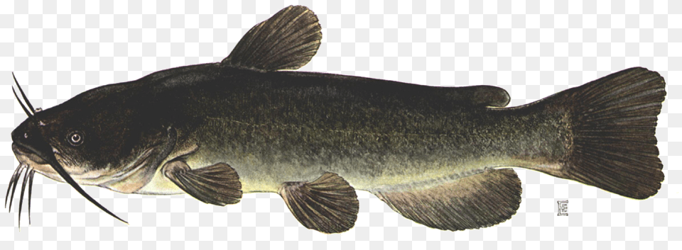 Brown Bullhead Catfish, Animal, Fish, Sea Life, Cod Free Transparent Png