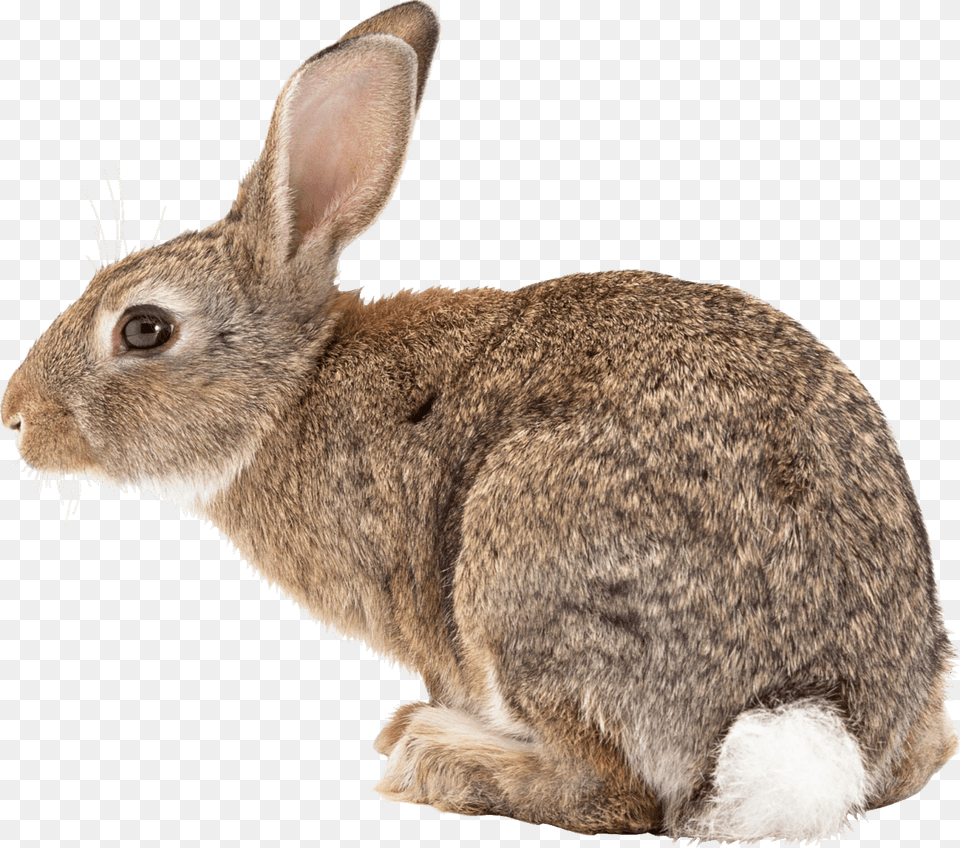 Brown Bunny With White Tail, Animal, Mammal, Rabbit, Rat Free Transparent Png