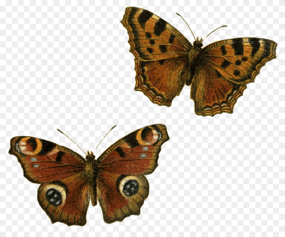 Brown Butterflies, Animal, Butterfly, Insect, Invertebrate Free Transparent Png