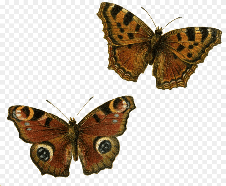 Brown Butterflies Clip Arts Transparent Background Butterfly Clipart, Animal, Insect, Invertebrate, Moth Free Png Download