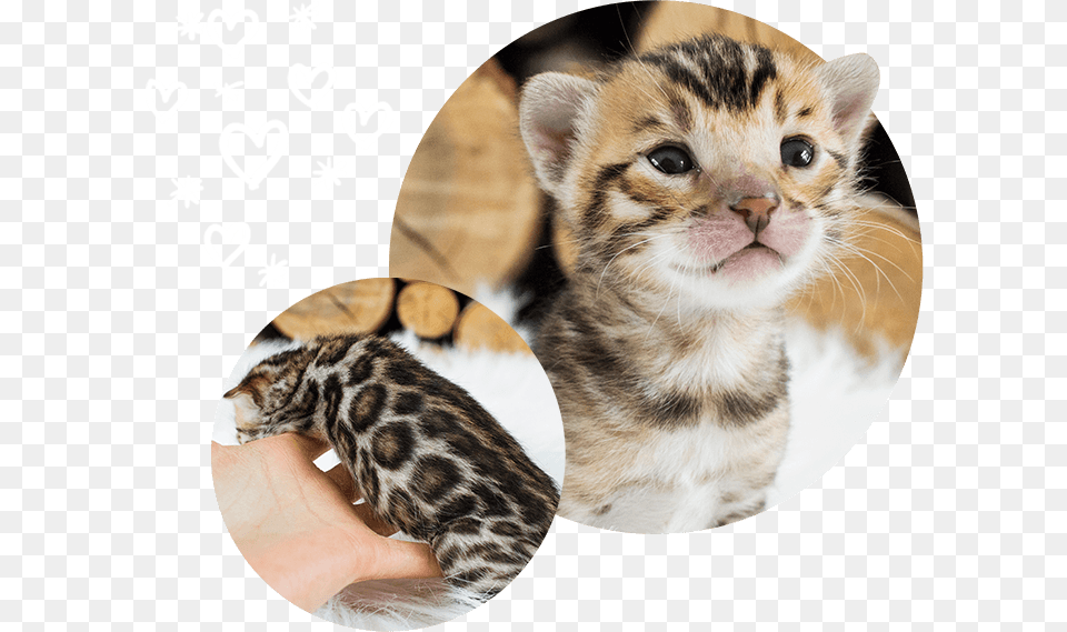 Brown Cats For Sale Wild Sweet Bengals Kitten, Animal, Cat, Mammal, Pet Free Png Download