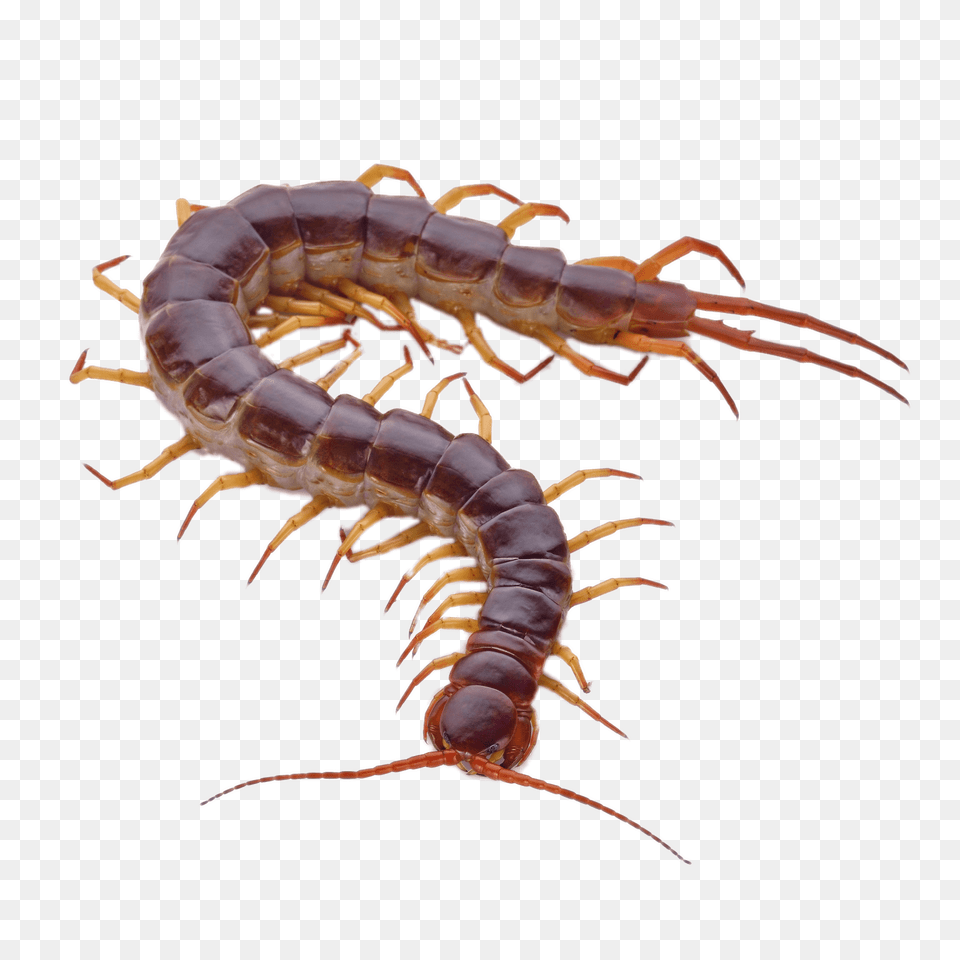 Brown Centipede With Orange Legs, Animal, Food, Invertebrate, Lobster Free Png Download