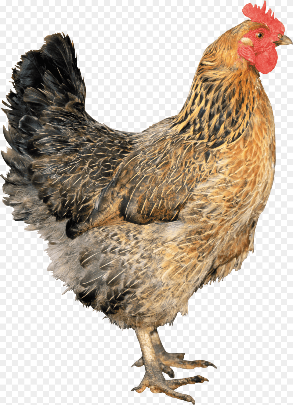 Brown Chicken, Animal, Bird, Fowl, Poultry Free Png Download