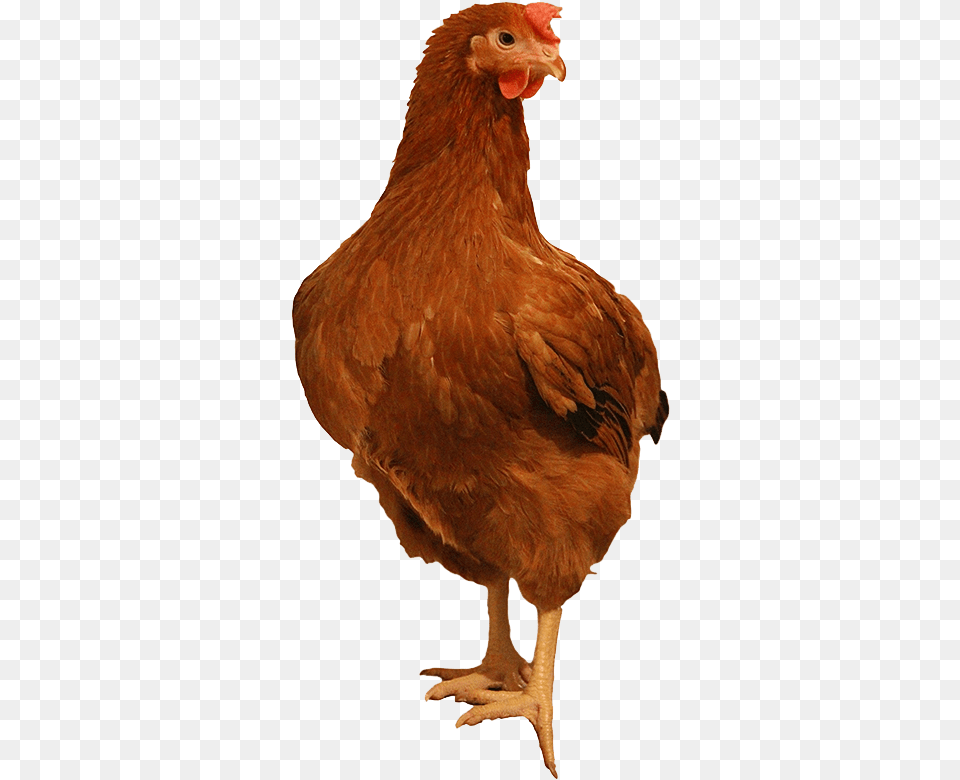 Brown Chicken Background Chicken, Animal, Bird, Fowl, Hen Free Transparent Png