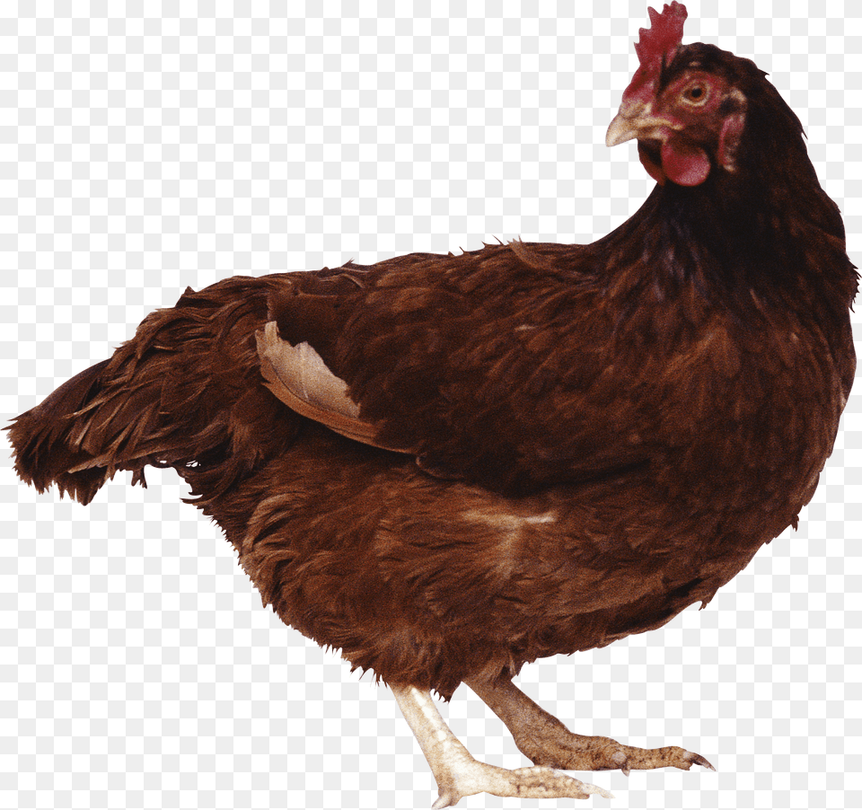 Brown Chicken Image Brown Chicken, Animal, Bird, Fowl, Poultry Free Png