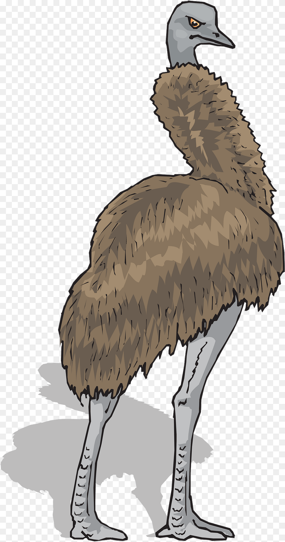 Brown Clipart, Animal, Beak, Bird, Emu Free Transparent Png