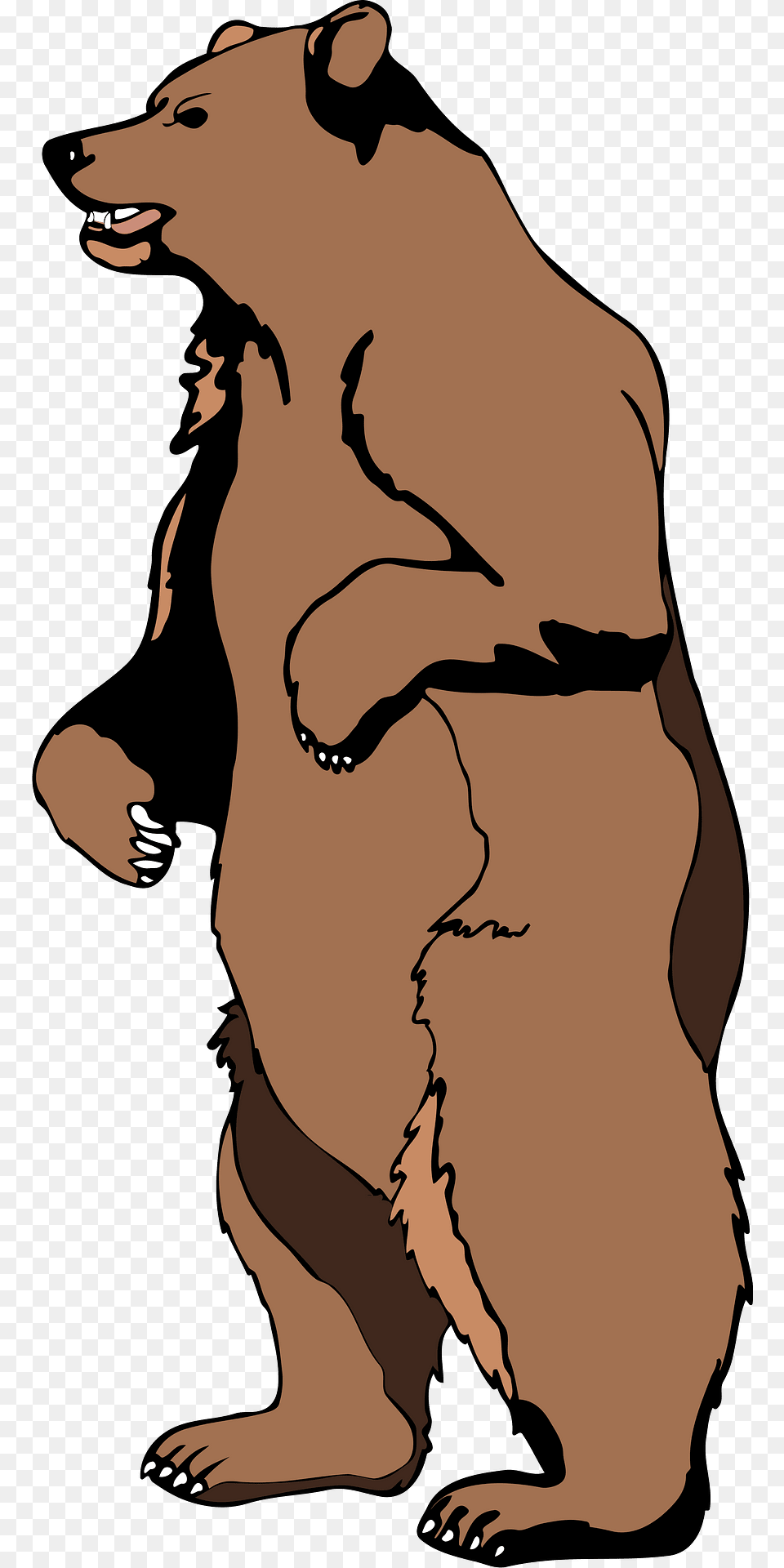Brown Clipart, Adult, Animal, Bear, Brown Bear Free Png Download