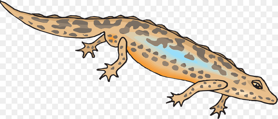 Brown Clipart, Animal, Amphibian, Salamander, Wildlife Png Image
