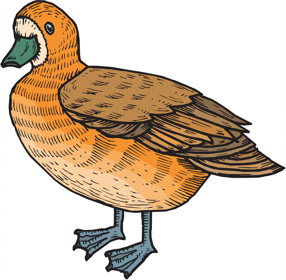 Brown Clipart, Animal, Anseriformes, Bird, Waterfowl Free Png