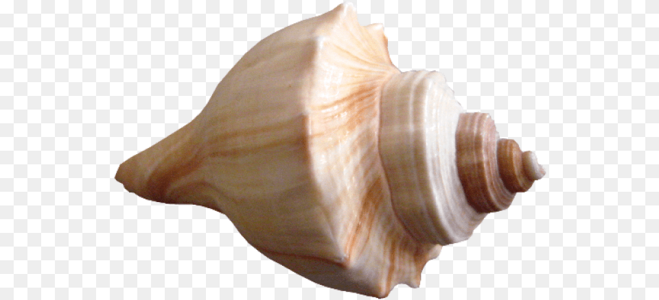 Brown Clipart Seashell Transparent Background Seashells, Animal, Conch, Invertebrate, Sea Life Free Png