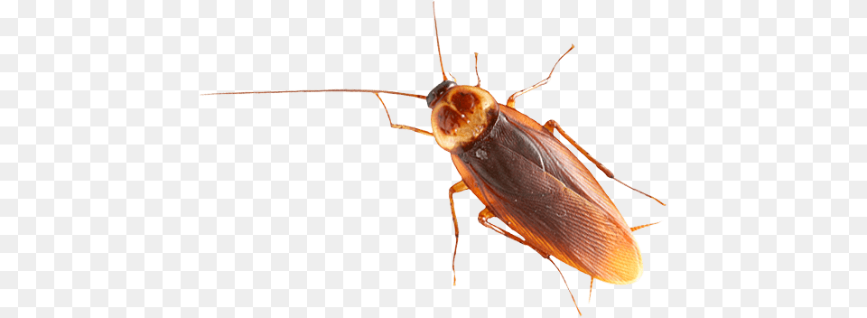 Brown Cockroach, Animal, Insect, Invertebrate Png Image