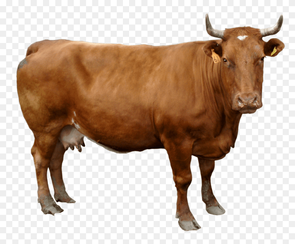 Brown Cow, Animal, Bull, Cattle, Livestock Free Transparent Png